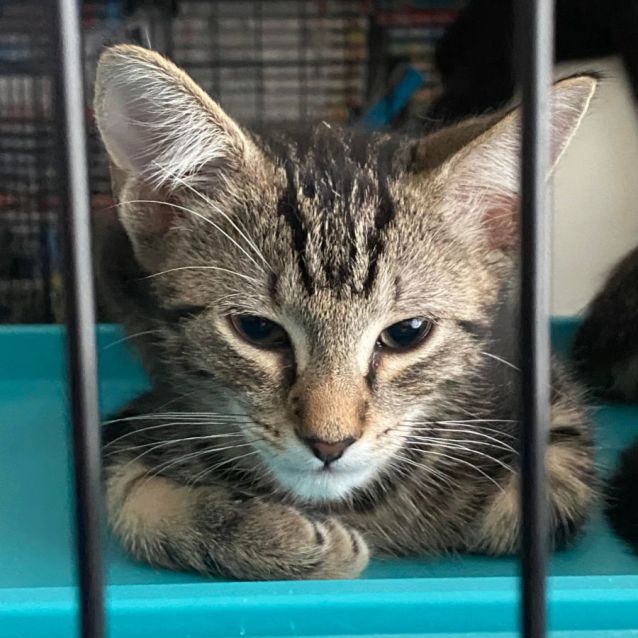 Photo of Jester **2nd Chance Cat Rescue**