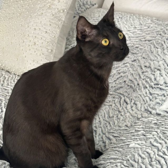 Photo of Stitch ❤️🐈‍⬛