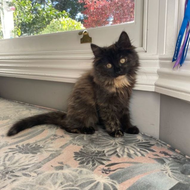 Photo of Heavenly Hazel 