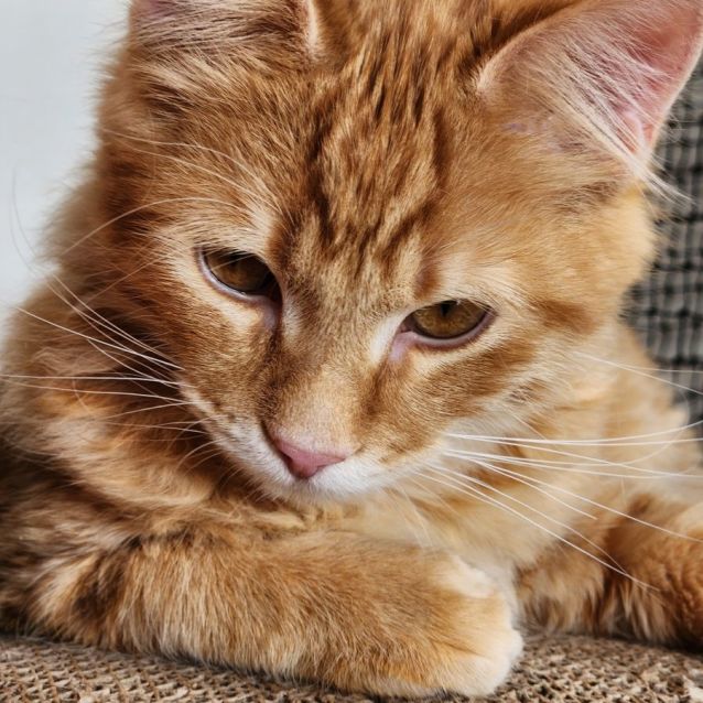 Photo of Cairo ^^Dandy Cat Rescue^^