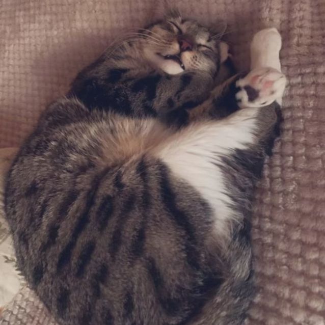 Photo of Willow 