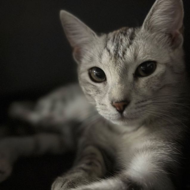 Photo of Willow 😻