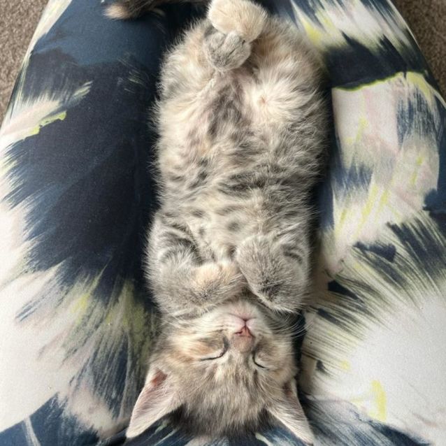 Photo of Snickerdoodle