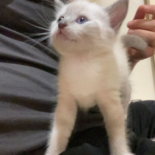 Photo of Sheera