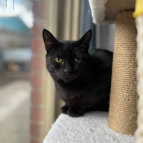 Bellatrix 