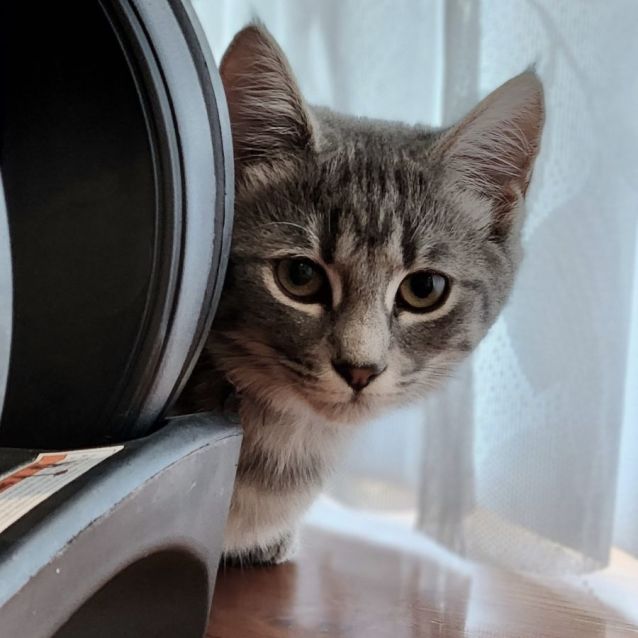 Photo of Pippy ^^Dandy Cat Rescue^^