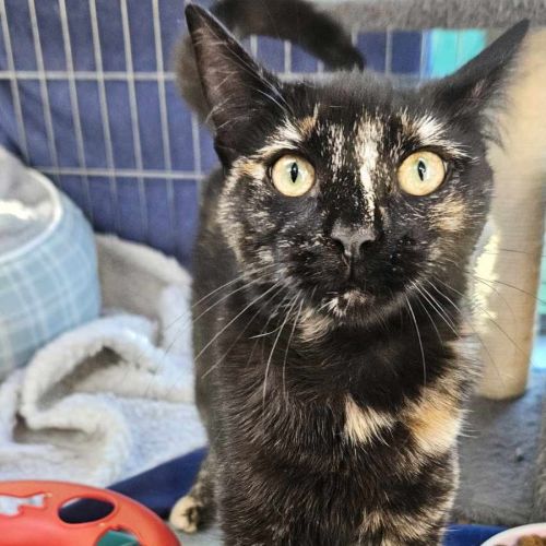 Suzie ** 2nd Chance Cat Rescue**