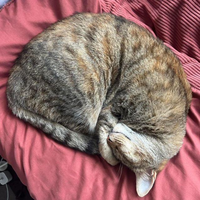 Photo of Luna *9 Lives Project Rescue*