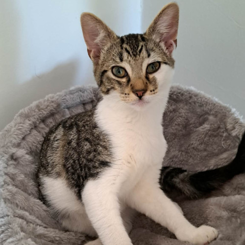 Phoebe
