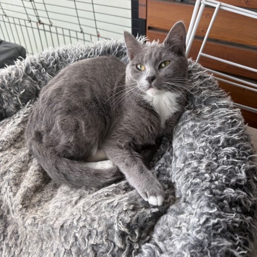 Poison Ivy **2nd Chance Cat Rescue**