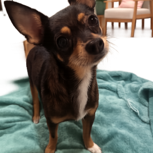 Charko
