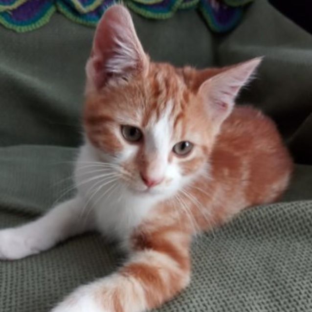 Photo of Arnold ^Dandy Cat Rescue^^