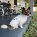 Photo of Ace