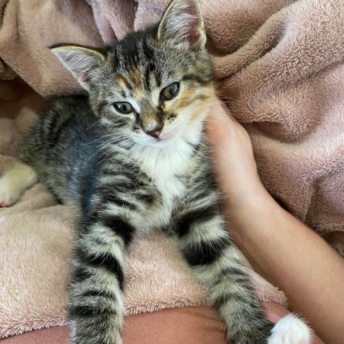 Torbie Bear