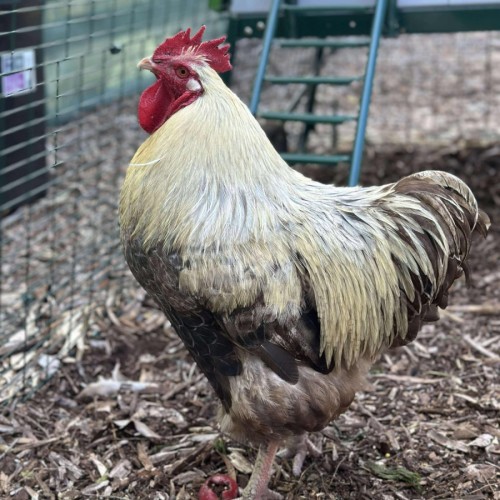 🐓 Dr Pecker 5943 🐓