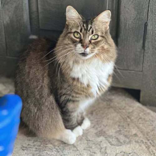 Sissy 🌹🌹 - Domestic Medium Hair Cat