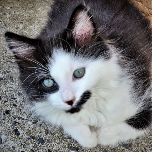 Photo of Rhumba ^^Dandy Cat Rescue^^