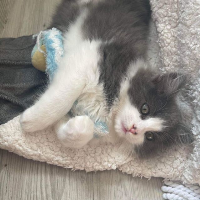 Photo of Ghost