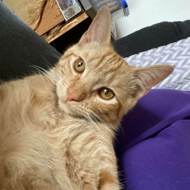 Photo of Butterscotch