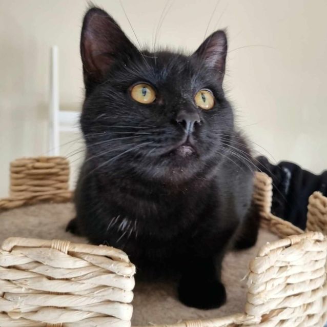 Photo of Mandolin & Viola (Located In Werribee South)