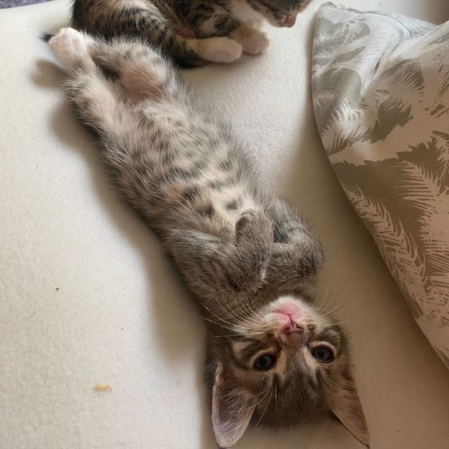 Photo of Thor