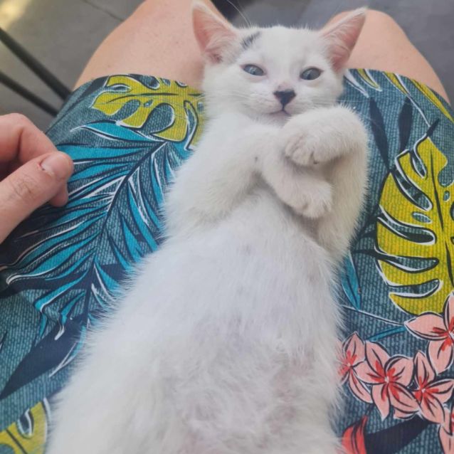 Photo of Finn Balor **2nd Chance Cat Rescue**