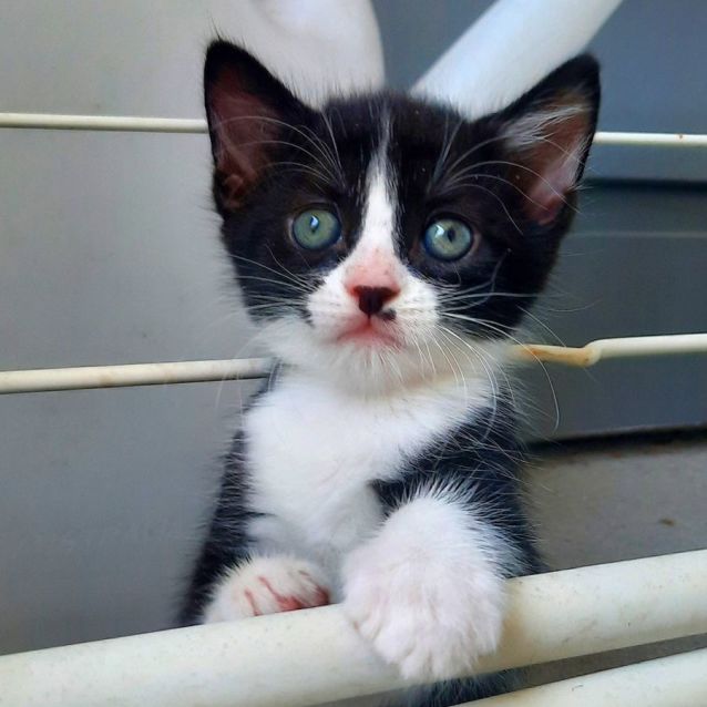 Photo of C1274 Wombat