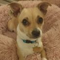 Photo of Tamale