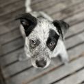 Photo of Tuli