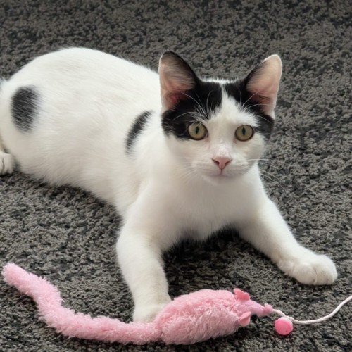 No photo for Wallace