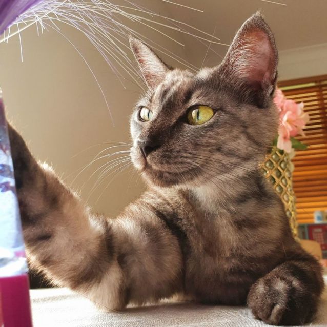 Photo of Belle   2 Year Old (On Trial 13/03/2021)