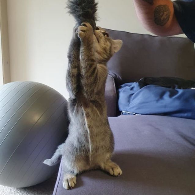 Photo of Jemaine *9 Lives Project Rescue*