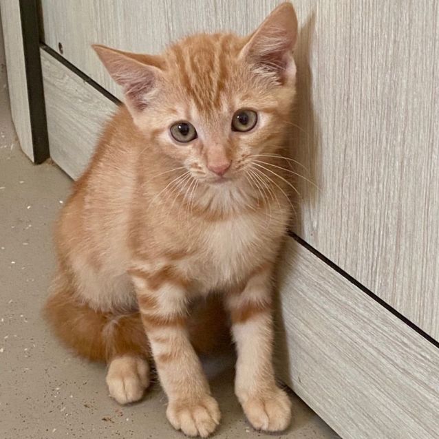 Photo of C1293 Georgie