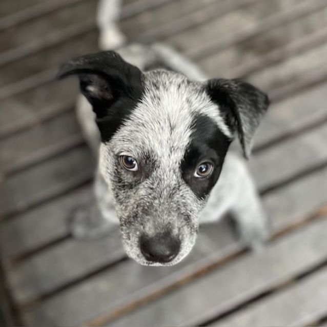 Photo of Tuli