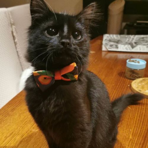 Pickle (Located in Brunswick West)