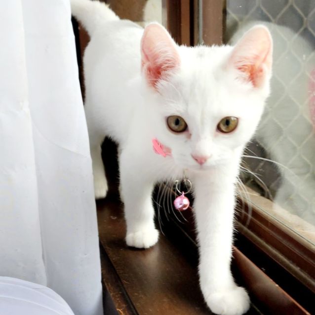 Photo of Cotton
