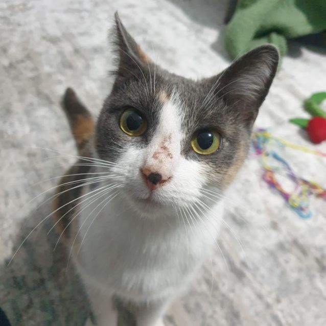 Photo of Diva