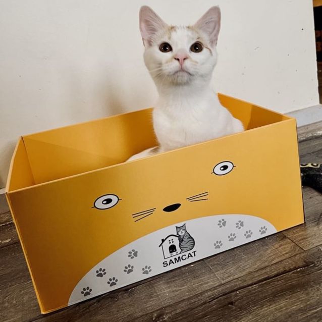 Photo of Charmander & Eevee (Located In Croydon)