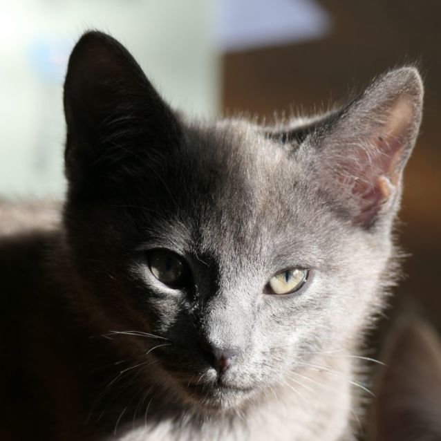 Photo of Locky