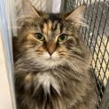 Photo of Jazmaine **2nd Chance Cat Rescue**