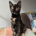 Photo of Betty 🐱