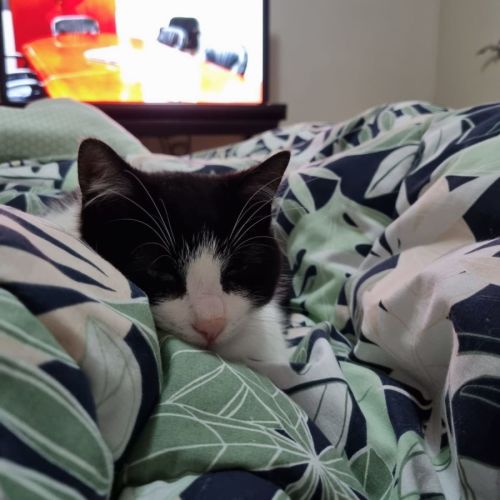 Oreo