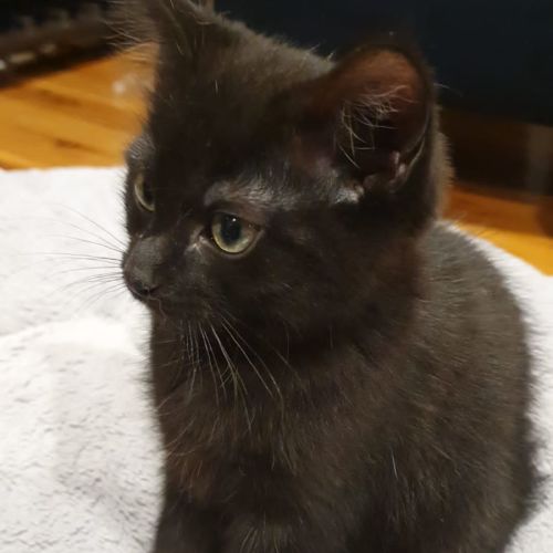 Jet 