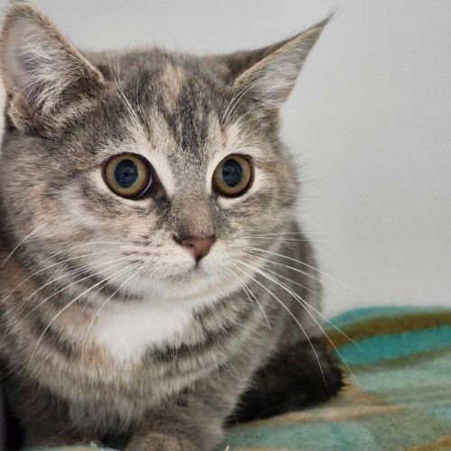 🍑 Peaches 5055  🍑