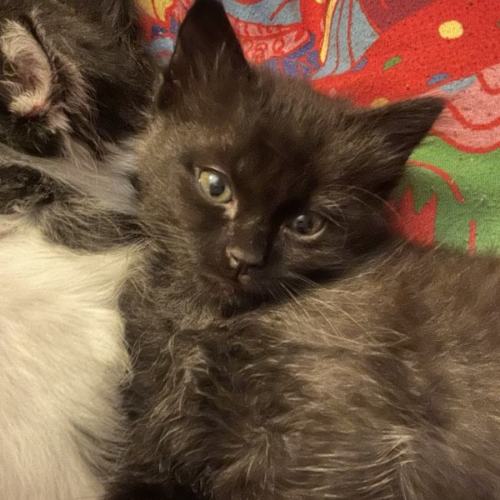 Juniper