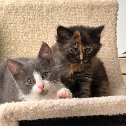 No photo for Luna & Cookie