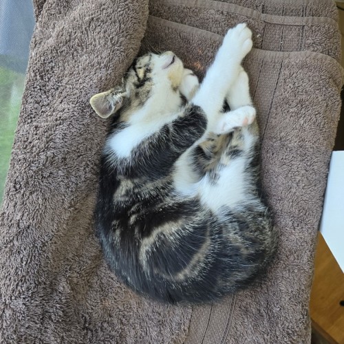 No photo for Tinsel (With Claus)