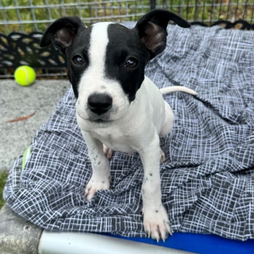 No photo for D1234 Vin Diesel