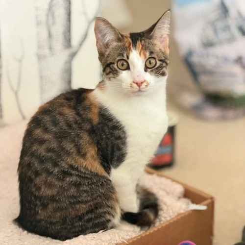 Squeaky - In foster care in Malvern East