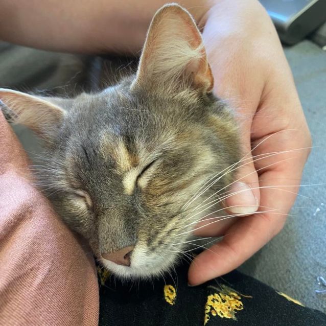 Photo of Mumma Bear **2nd Chance Cat Rescue